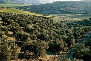 olivar