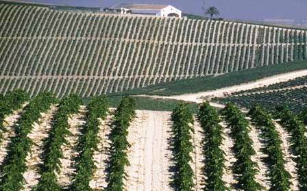 vinedo