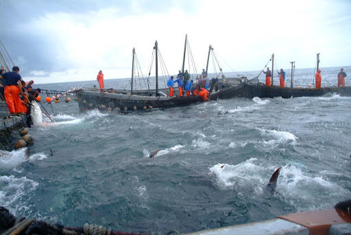 pesca